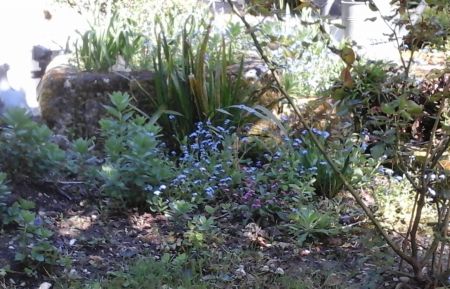 G&icirc;te n&deg;17G72071 Th&eacute;nac - Charente-Maritime - Printemps 2019,myosotis pr&egrave;s du puits 
